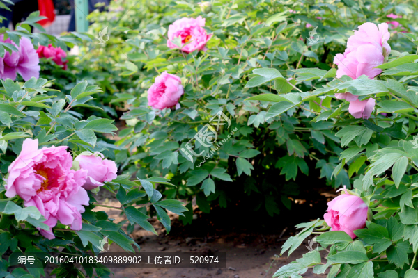 洛陽牡丹