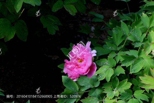 牡丹
