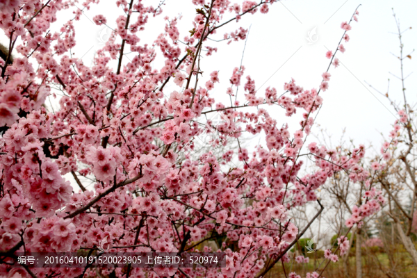 櫻花