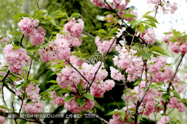 櫻花