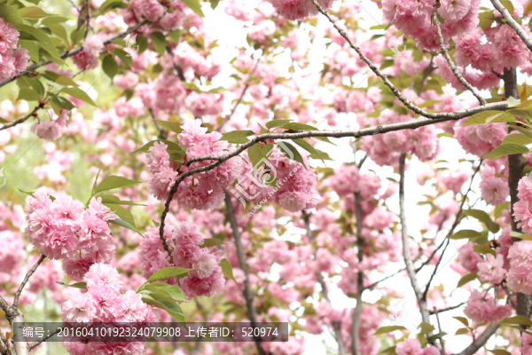 櫻花