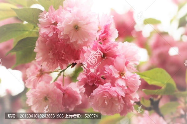 櫻花