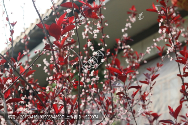 櫻花7