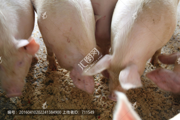豬,生豬飼養(yǎng)
