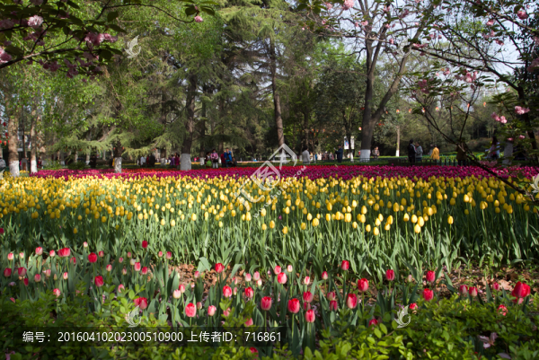 興慶公園,郁金香