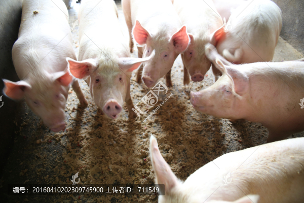 豬,生豬養(yǎng)殖,圈養(yǎng)豬