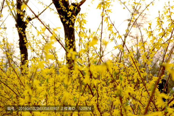 迎春花