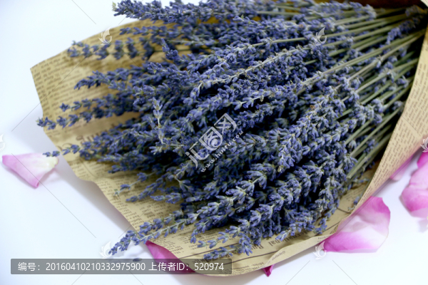 薰衣草
