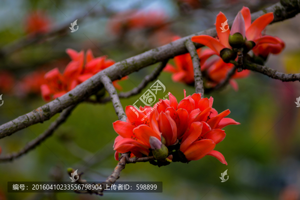 木棉花