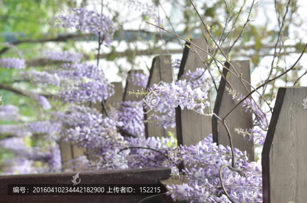 紫藤花