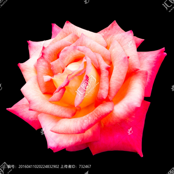 月季花卉攝影