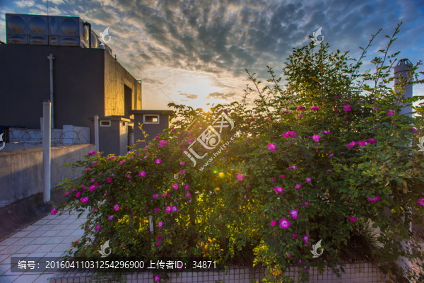 屋頂花園的牡丹花