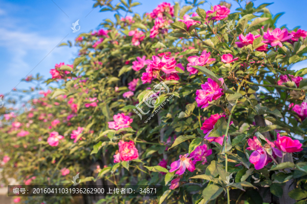 芍藥