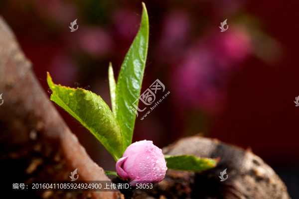 桃花花苞