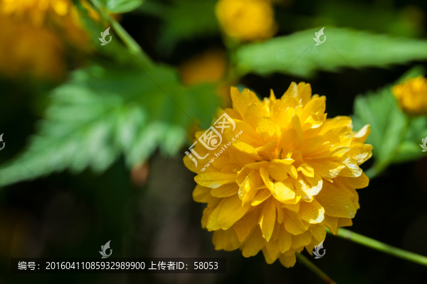棣堂花