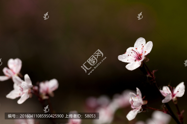 杏花