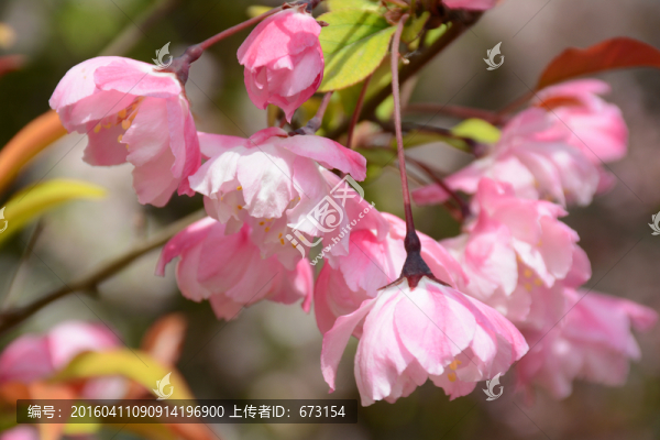 櫻花