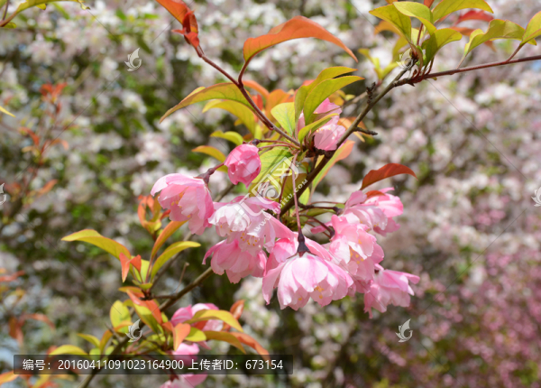 櫻花