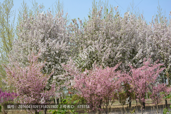 春花爛漫