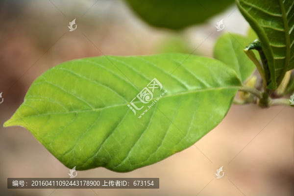 玉蘭樹葉
