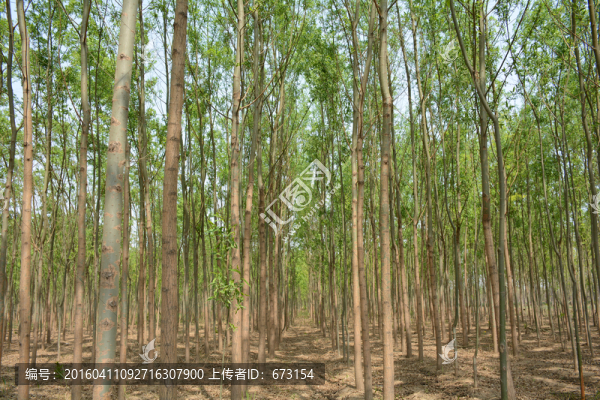 小樹林