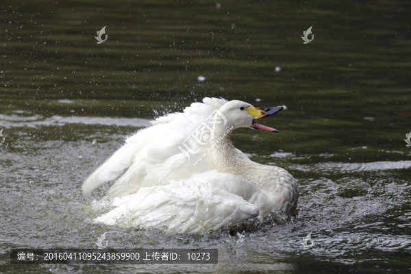 白天鵝