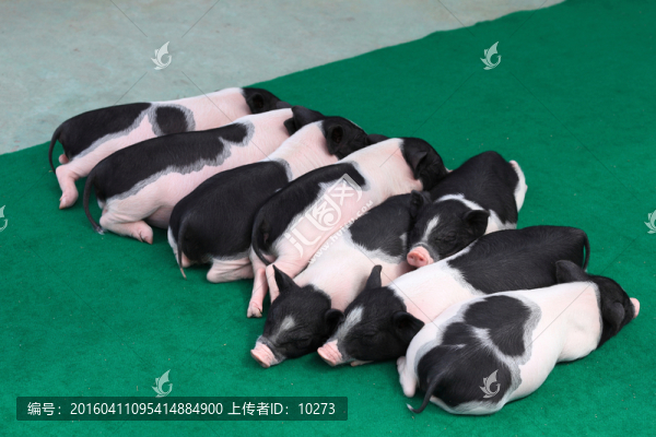 迷你豬