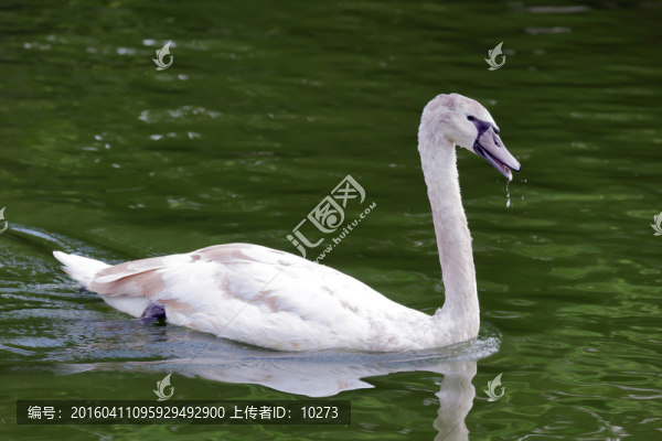 白天鵝
