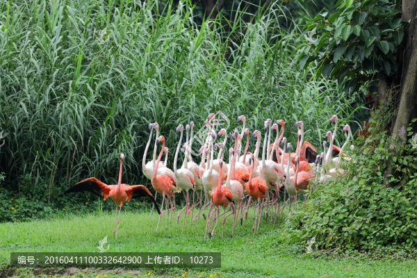 一堆火烈鳥準(zhǔn)備跑出來