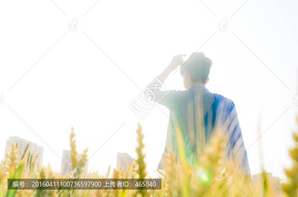 麥田守望