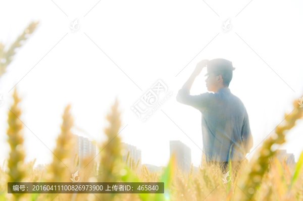 麥田守望