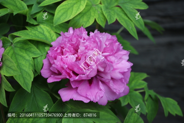 曹州牡丹