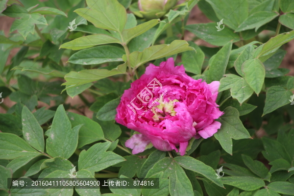 牡丹花