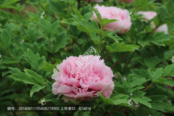 牡丹花