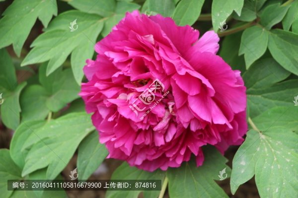 曹州牡丹