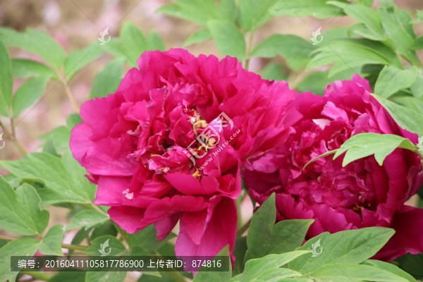 曹州牡丹