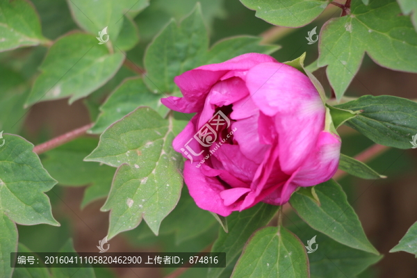 曹州牡丹