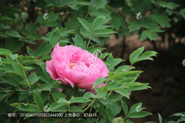 曹州牡丹