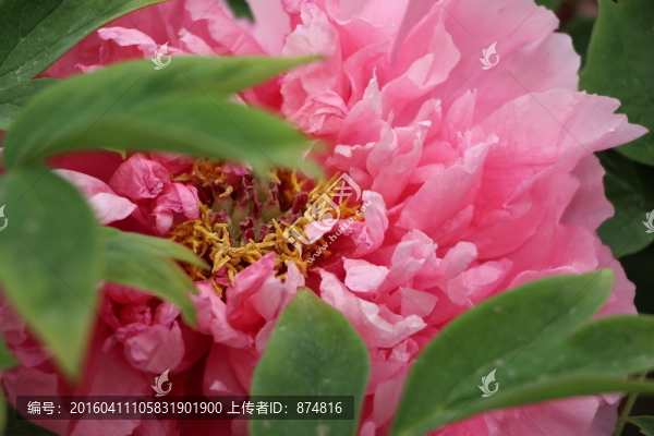 曹州牡丹