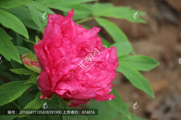 曹州牡丹