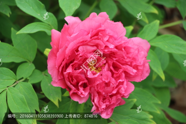 曹州牡丹