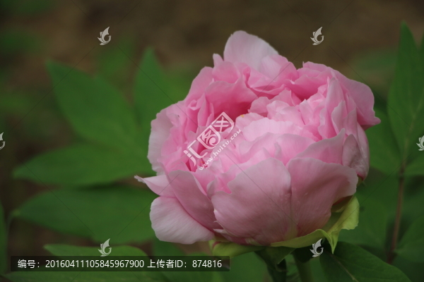 曹州牡丹