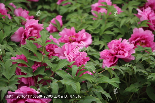 曹州牡丹
