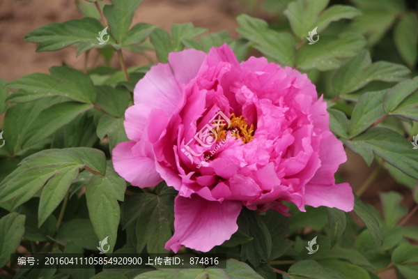 曹州牡丹