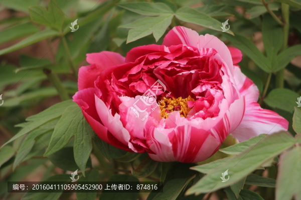 曹州牡丹