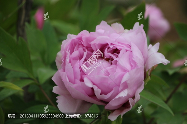 曹州牡丹