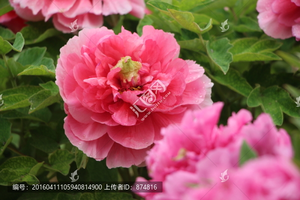 曹州牡丹