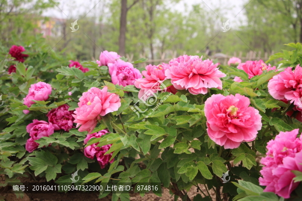 曹州牡丹
