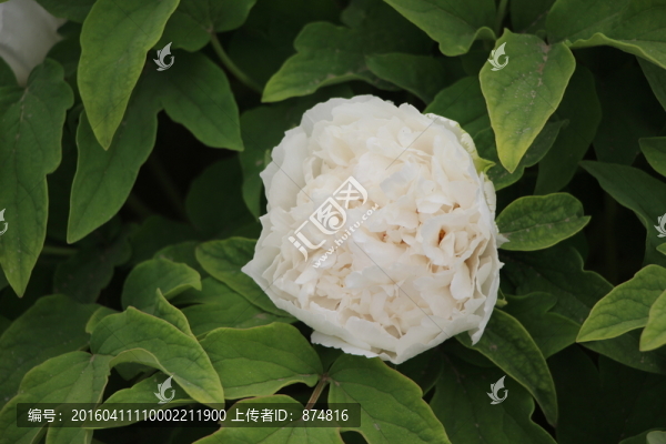 曹州牡丹