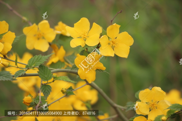 黃花
